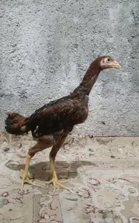 جوجه لاری