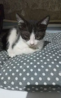 بچه گربه خانگی رایگان