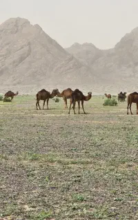 تور طبیعت‌گردی و کویر نوردی اطراف کاشمر