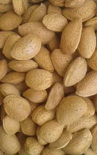 بادام سنگی