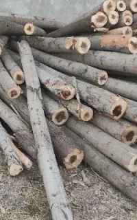 کارگر نجاری و چوب بری