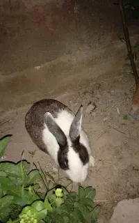 خرگوش خوشگل و زیبا