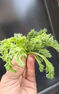 جاشیر خشک و تر