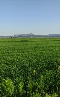 سبز، پ ر ن د ه