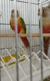 طوطی گرینچیک و کوتوله برزیلی