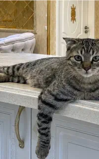 واگذاری گربه اسکاتیش