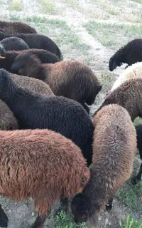 بره نر