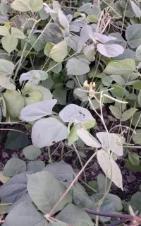 کارگردارم واس ماش بری و لوبیا چینی