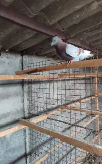 کبوتر نر کاکول پیس ساعت بالا