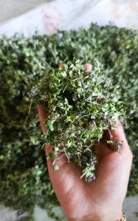 کهلیک اوتی (کاکوتی) میزاب