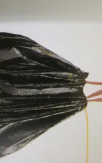 نظافت تمامی اماکن دولتی و شخصی