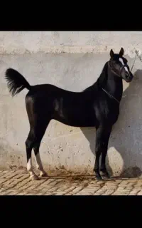 نریون اصیل اندامی تراشیده برای اوج گیری همدمی نجیب