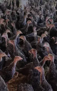 جوجه بوقلمون برنز 38روزه