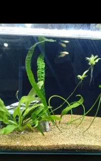 آکواریم با وسیله