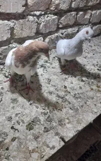 دوعدد کفتر نر
