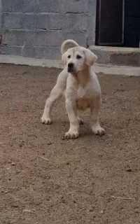 تصویر پسری با شجره ای بی نظیر