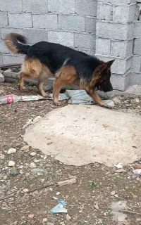فروش سگ ژرمن