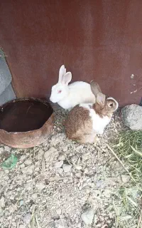 فروش خرگوش چهارعدد