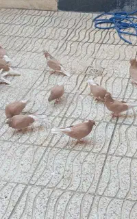 ساری گرگی