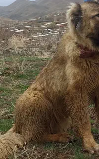 سگ سرابی  نر و ماده