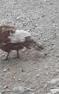 بوقلمون ماده  سالم و تمیز
