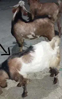 نری
