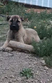 توله سگ سرابی