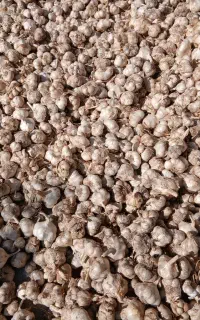 سیر تازه و خشک فروشی