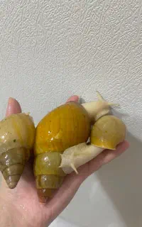 حلزون فشیال پوست