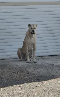 سگ سرابی