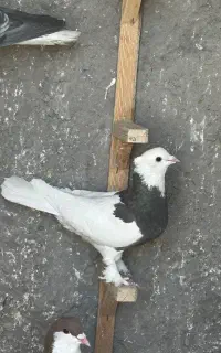 کفتر طوقی