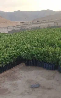 نهال پسته