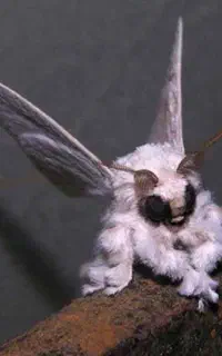 فروش تخم و کرم زنده ابریشم (هیبریدF1)