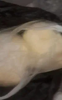 کره محلی اصل اصل مغان