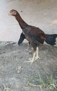 جوجه  لاری خروس