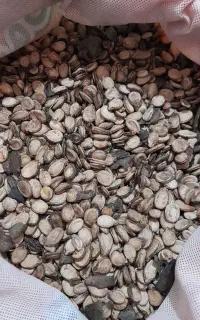 تخمه هندوانه