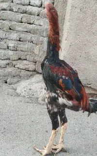 جوجه لاری افغان