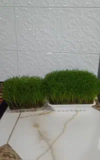 دو عدد سبزه خوشگل وزیبا