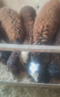 بره‌نر