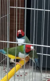 فنچ
