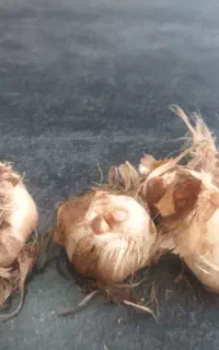 پیاز‌درجه‌یک‌زعفران