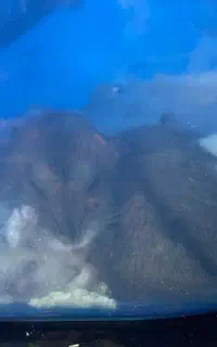 جفت همستر کمپبل سالم و سرحال + قفس و لوازم