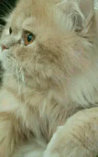 فروش و معاوضه گربه پرشین اصل