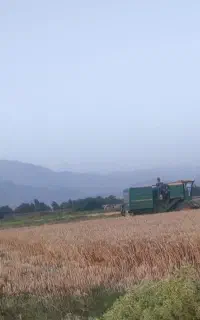 گندم فروشی