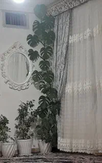 گل برگ انجیری ارتفاع ۲۸۰سانت