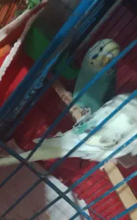 مرغ عشق دستی جوانه