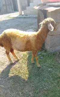 ماده ونر
