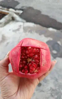 فروش انار شیراز ب صورت عمده