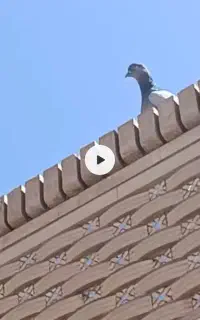 کبوتر