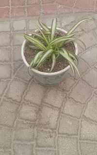 گلهای زیبا و درحال رشد ریشه دار